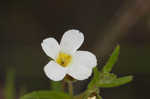 Branched hedgehyssop